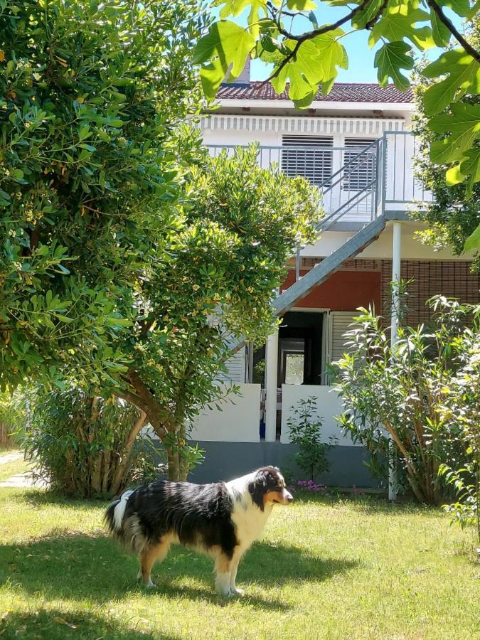 .....Und Der Hund Darf Mit Leilighet Privlaka  Eksteriør bilde